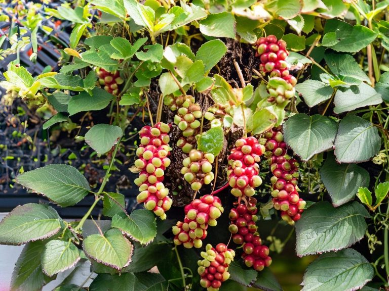 Can you grow berries in a vertical garden?
